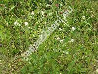 Trifolium montanum L. (Amoria montana)