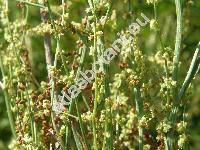 Rumex acetosella subsp. tenuifolia (Wallr.) Kub. (Acetosella multifida (L.) Á. Löve, Rumex acetosella)