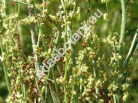 Rumex acetosella subsp. tenuifolia (Wallr.) Kub. (Acetosella multifida (L.) . Lve, Rumex acetosella)