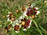 Coreopsis 'Jive'