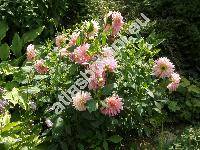 Dahlia pinnata 'Henrieta'