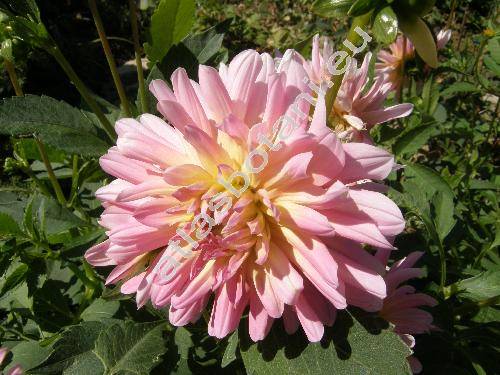 Dahlia pinnata 'Henrieta'