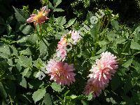 Dahlia pinnata 'Henrieta'