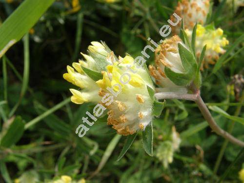 Anthyllis vulneraria L. (Vulneraria heterophylla Moench)