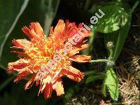 Hieracium rubrum Peter (Pilosella rubra (Peter) Sojk, Hieracium chaunanthes (Ngeli et Peter) Zahn)