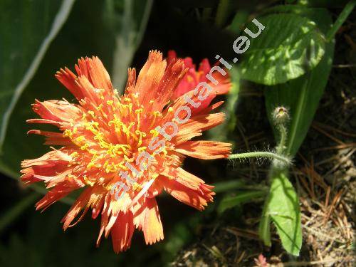 Hieracium rubrum Peter (Pilosella rubra (Peter) Sojk, Hieracium chaunanthes (Ngeli et Peter) Zahn)