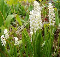 Muscari botryoides (L.) Mill. (Hyacinthus botryoides L.)