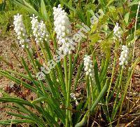 Muscari botryoides (L.) Mill. (Hyacinthus botryoides L.)