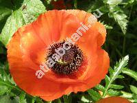 Papaver orientale L.