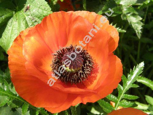 Papaver orientale L.