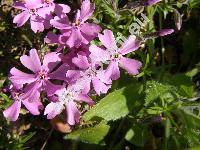 Phlox subulata L.