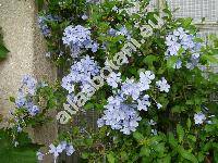 Plumbago auriculata Lam. (Plumbago capensis Thunb.)