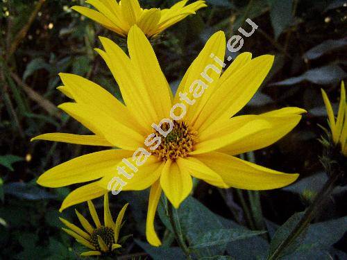 Helianthus tuberosus L. (Helianthus decapetalus, Helianthus tomentosus, Helianthus esculentus, Helianthus subcanescens)