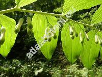 Polygonatum multiflorum (L.) All. (Convallaria multiflora L.)