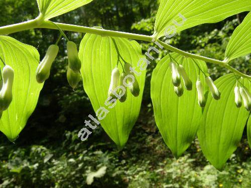 Polygonatum multiflorum (L.) All. (Convallaria multiflora L.)