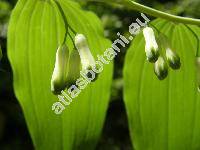 Polygonatum multiflorum (L.) All. (Convallaria multiflora L.)