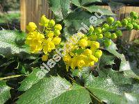 Mahonia aquifolium (Berberis aquifolium Pursh)