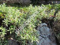 Cerastium biebersteinii DC.