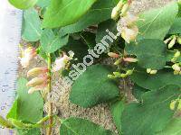 Lonicera xylosteum L. (Caprifolium xylosteum L., Caprifolium dumetorum Lam.)