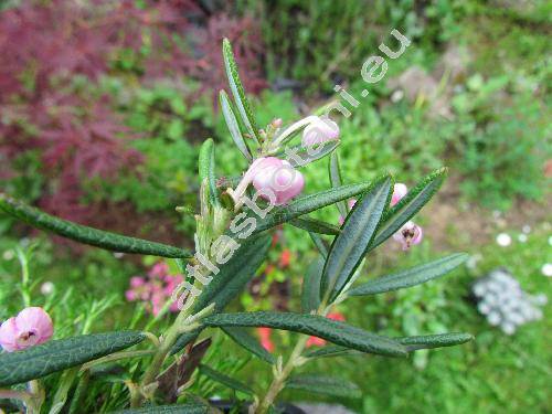 Andromeda polifolia L.