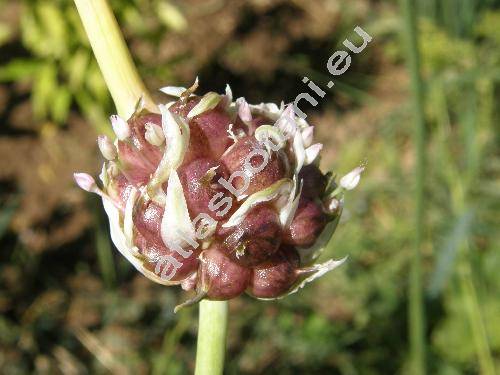 Allium sativum L.