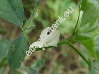 Trigonella foenum-graecum L.