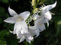 Campanula latifolia 'Alba' (Tracheliopsis latifolia (L.) Opiz)