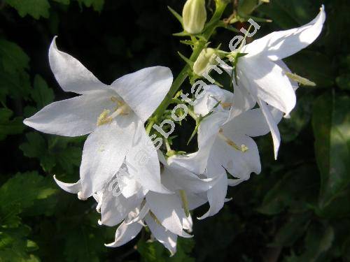 Campanula latifolia 'Alba' (Tracheliopsis latifolia (L.) Opiz)