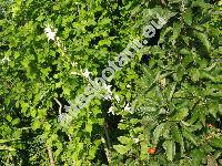 Campanula latifolia 'Alba' (Tracheliopsis latifolia (L.) Opiz)