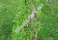 Clematis tangutica (Clematis orientalis L.)