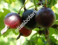 Ribes 'Josta' (Ribes divaricatum Dougl. x Ribes nigrum 'Josta')