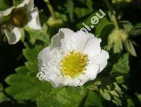 Fragaria x magna Thuill. (Fragaria grandiflora Thuill., Fragaria ananassa, Fragaria x ananassa, Fragaria chiloensis auct.)