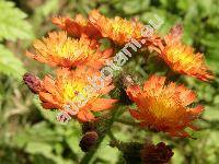 Hieracium aurantiacum L. (Pilosella aurantiaca (L.) F. W. Schultz et Schultz-Bip.)