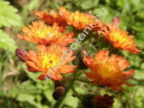 Hieracium aurantiacum L. (Pilosella aurantiaca (L.) F. W. Schultz et Schultz-Bip.)