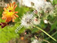 Hieracium aurantiacum L. (Pilosella aurantiaca (L.) F. W. Schultz et Schultz-Bip.)