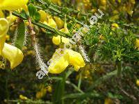 Cytisus scoparius (L.) Link (Sarothamnus scoparius (L.) Koch, Spartium scoparium L., Genista scoparia, Cytisus scoparius)