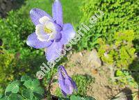 Aquilegia discolor Levier et Leresche (Aquilegia pyrenaica subsp. discolor (Levier et Leresche) Pereda et Lainz)