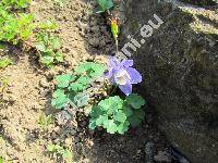 Aquilegia discolor Levier et Leresche (Aquilegia pyrenaica subsp. discolor (Levier et Leresche) Pereda et Lainz)