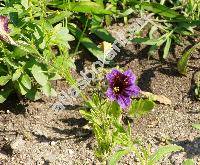 Salpiglossis sinuata Ruiz et Pav. (Salpiglossis variabilis)