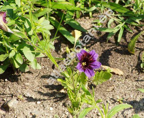 Salpiglossis sinuata Ruiz et Pav. (Salpiglossis variabilis)