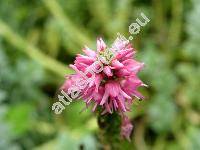 Pseudolysimachion spicatum 'Rosea ' (Veronica spicata L.)