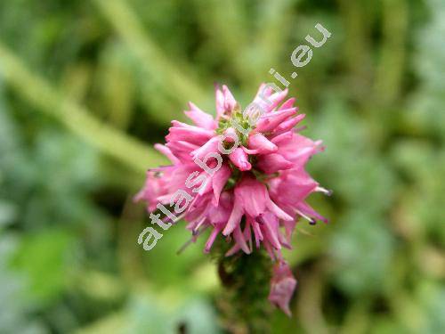 Pseudolysimachion spicatum 'Rosea ' (Veronica spicata L.)