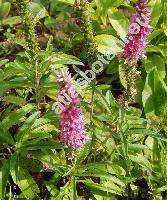 Pseudolysimachion spicatum 'Rosea ' (Veronica spicata L.)