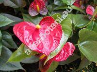 Anthurium andreanum Lindl. (Anthurium x cultorum Birdsey)