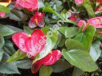Anthurium andreanum Lindl. (Anthurium x cultorum Birdsey)