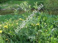 Cephalaria gigantea (Scabiosa gigantea Led., Cephalaria elata (Hornem.) Schrad., Cephalaria tatarica (L.) Schrad. auct.)