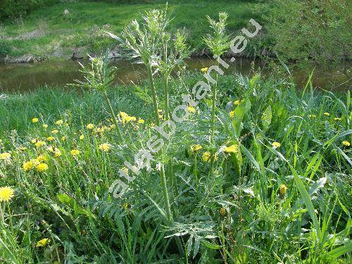 Cephalaria gigantea (Scabiosa gigantea Led., Cephalaria elata (Hornem.) Schrad., Cephalaria tatarica (L.) Schrad. auct.)