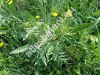 Cephalaria gigantea (Scabiosa gigantea Led., Cephalaria elata (Hornem.) Schrad., Cephalaria tatarica (L.) Schrad. auct.)