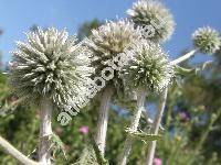 Echinops sphaerocephalus L. (Echinops multiflorus Lam., Echinops cirsiifolius Koch, Echinops viscosus Wierzb. in Griseb. et Schenk, Echinops paniculatus Jacq.)