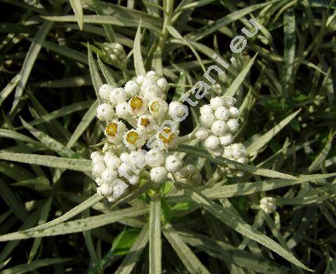 Anaphalis margaritacea (Anaphalis margaritacea (L.) Benth. et Hook., Gnaphalium margaritaceum L, Antennaria margaritacea (L.) DC., Margaritaria ramosa Opiz)